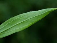 Solidago canadensis Svanetorpsvägen, Åkarp, Lomma, Skåne, Sweden 20160716_0078