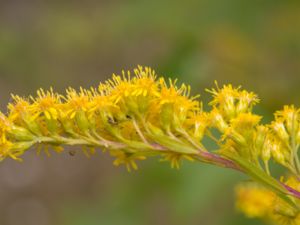 Solidago gigantea - Giant Goldenrod - Höstgullris