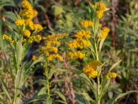 Solidago gigantea Lokstallarna, Malmö, Skåne, Sweden 20181020_0084