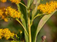 Solidago gigantea Lokstallarna, Malmö, Skåne, Sweden 20181020_0085