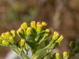 Solidago rigida - Stiff Goldenrod