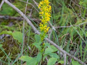 Solidago virgaurea - Goldenrod - Gullris