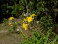 Sonchus acaulis Monte de Agua, Tenerife, Canary Islands, Spain 20110222 036