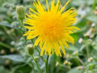 Sonchus arvensis NNO pumphuset, Husie mosse, Skåne, Sweden 20220831_0041