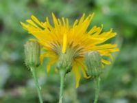 Sonchus arvensis NNO pumphuset, Husie mosse, Skåne, Sweden 20220831_0045