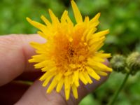 Sonchus arvensis var. arvensis Monumentparken, Lund, Skåne, Sweden 20190917_0025