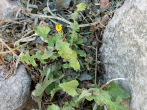 Sonchus oleraceus - Smooth Sow-thistle - Kålmolke