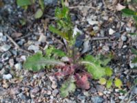 Sonchus oleraceus P-pl Klosterängsvägen, Lund, Skåne, Sweden 20150608_0097