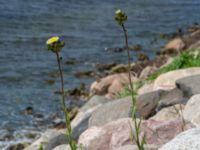 Sonchus palustris Södra hamnpiren, Klagshamns udde, Malmö Skåne, Sweden 20200721_0168