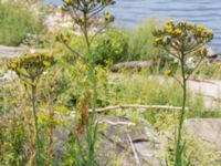 Sonchus palustris Segeåns mynning, Malmö, Skåne, Sweden 20190729_0031