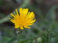 Sonchus tenerrimus Gamla dockan, Malmö, Skåne, Sweden 20190923_0005