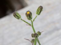 Sonchus tenerrimus Gamla dockan, Malmö, Skåne, Sweden 20190923_0009