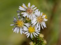 Symphyotrichum ericoides Kroksbäcksparken, Malmö, Skåne, Sweden 20220811_0033