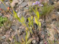 Symphyotrichum laeve Rondell Österleden-Fältarpsvägen, Helsingborg, Skåne, Sweden 20170811_0051