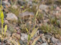 Symphyotrichum laeve Rondell Österleden-Fältarpsvägen, Helsingborg, Skåne, Sweden 20170811_0052