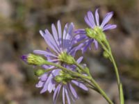 Symphyotrichum laeve Rondell Österleden-Fältarpsvägen, Helsingborg, Skåne, Sweden 20170811_0054