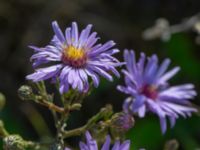 Symphyotrichum laeve Rondell Österleden-Fältarpsvägen, Helsingborg, Skåne, Sweden 20180826_0177