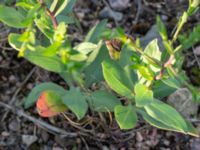 Symphyotrichum laeve Rondell Österleden-Fältarpsvägen, Helsingborg, Skåne, Sweden 20180826_0192