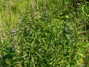 Symphyotrichum lanceolatum - Narrow-leaved Michaelmas-daisy - Lansettaster