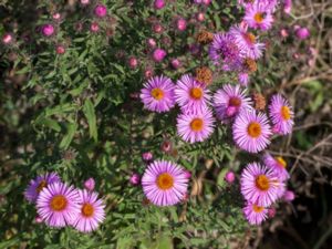 Symphyotrichum novae-angliae - New England Aster - Luktaster