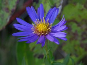 Symphyotrichum novi-belgii - New York Aster - Höstaster