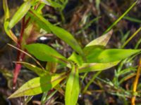 Symphotricum novi-belgii Dammar Gränsvägen, Åkarp, Burlöv, Skåne, Sweden 20240714_0186