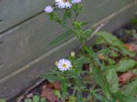 Symphyotrichum x salignum Ulricedal, Malmö, Skåne, Sweden 20191006_0116