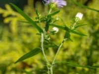 Symphyotrichum x salignum Ulricedal, Malmö, Skåne, Sweden 20191006_0124