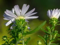 Symphyotrichum x salignum Ulricedal, Malmö, Skåne, Sweden 20191006_0135