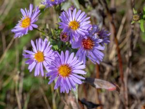 Symphyotrichum x versicolor - Brokaster