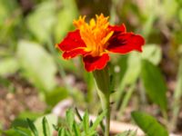 Tagetes patula Ulricedal, Malmö, Skåne, Sweden 20190811_0047