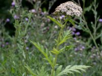 Tanacetum macrophyllum Svanetorpsvägen, Åkarp, Lomma, Skåne, Sweden 20160625_0066