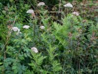 Tanacetum macrophyllum Svanetorpsvägen, Åkarp, Lomma, Skåne, Sweden 20160626_0019