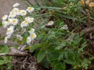 Tanacetum parthenium - Feverfew - Mattram