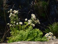 Tanacetum parthenium Bro Svenstorps villa, Ystad, Skåne, Sweden 20191006_0153