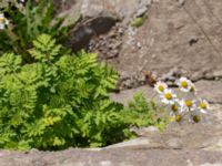 Tanacetum parthenium Bro Svenstorps villa, Ystad, Skåne, Sweden 20191006_0155