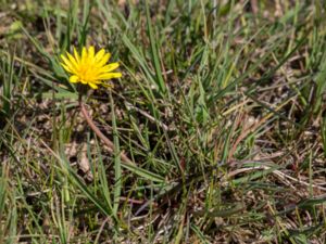 Taraxacum austrinum - Sydmaskros