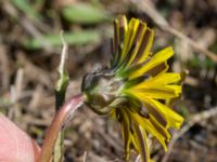 Taraxacum austrinum Yngsjö, Kristianstad, Skåne, Sweden 20160505_0077