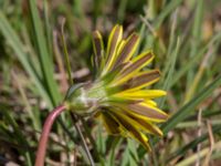 Taraxacum austrinum Yngsjö, Kristianstad, Skåne, Sweden 20160505_0082