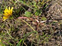 Taraxacum austrinum Yngsjö, Kristianstad, Skåne, Sweden 20160505_0084