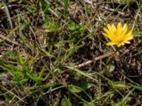 Taraxacum austrinum Yngsjö, Kristianstad, Skåne, Sweden 20160505_0085