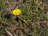 Taraxacum austrinum Yngsjö, Kristianstad, Skåne, Sweden 20160505_0090