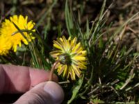 Taraxacum austrinum Yngsjö, Kristianstad, Skåne, Sweden 20160505_0094