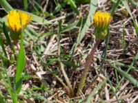 Taraxacum balticum 1 Olas hörna, Klagshamns udde, Malmö, Skåne, Sweden 20220507_0035