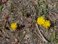 Taraxacum balticum 2 Olas hörna, Klagshamns udde, Malmö, Skåne, Sweden 20220507_0053