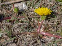 Taraxacum balticum 3 Olas hörna, Klagshamns udde, Malmö, Skåne, Sweden 20220507_0057