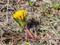 Taraxacum balticum 3 Olas hörna, Klagshamns udde, Malmö, Skåne, Sweden 20220507_0058