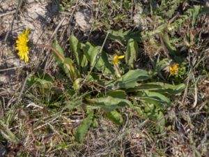 Taraxacum gelertii - Gelerts maskros