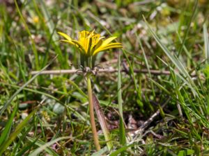 Taraxacum lacistophyllum - Backmaskros