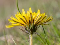 Taraxacum sp. Toarpsdammen, Toarp, Malmö, Skåne, Sweden 20220504_0001